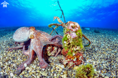 A Octopus vulgaris, seahorse