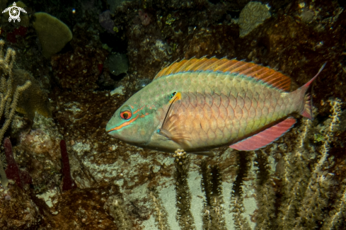 A sparisoma viride | Parrot fish