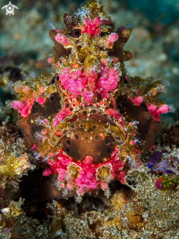 A Antennarius pictus  | Painted Frogfish