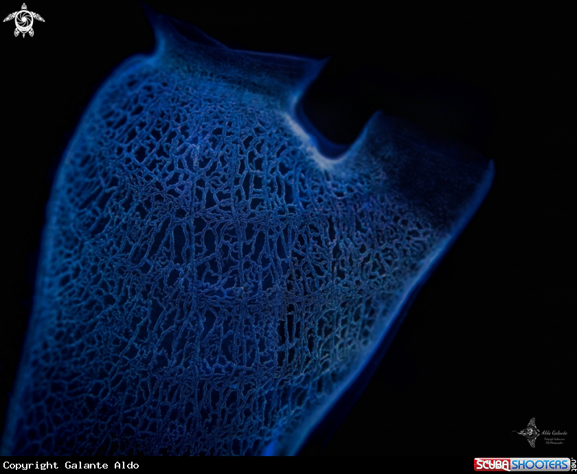 A Tunicate