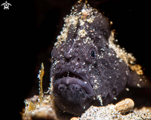 A Antennarius pictus | Painted frogfish
