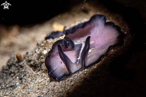 A Pseudoceros sp. | Marine flatworm