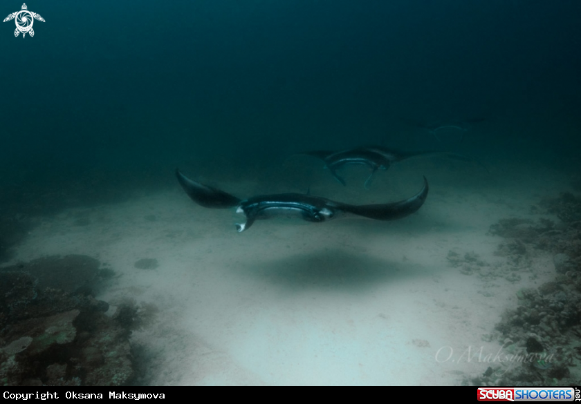 A Manta rays, passing near cleaning station in the Sulwaesi sea