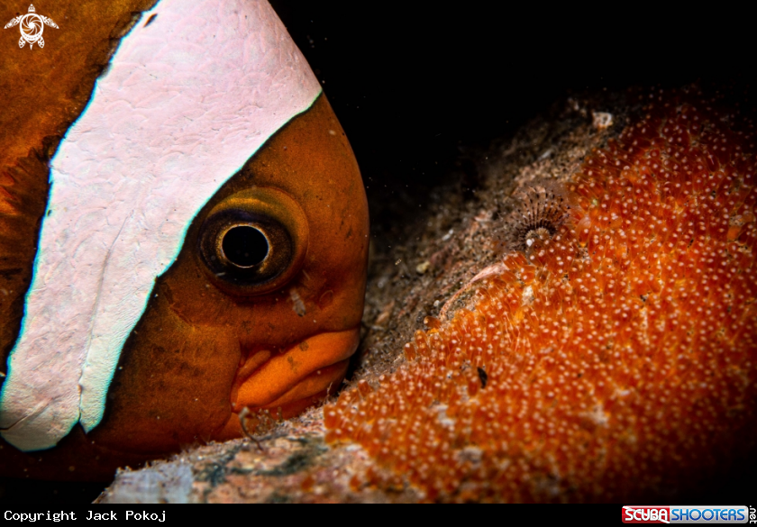 A Anemone fish