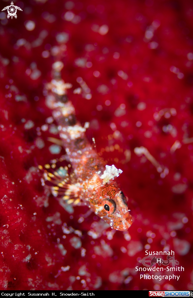 A Goby on Touch-me-not sponge