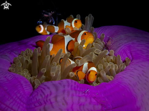 Clownfishes with anemone shrimps