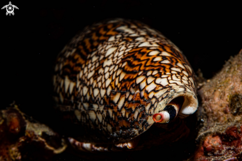 A Conus textile | Cone snail