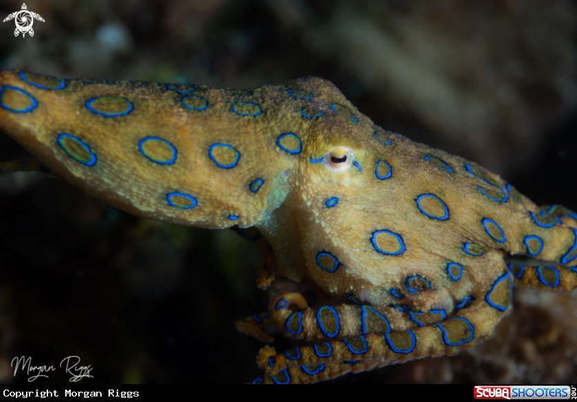 A Blue ringed Octopus