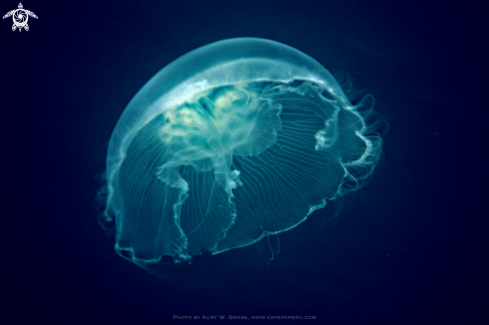 A Aurelia aurita | Jellyfish....