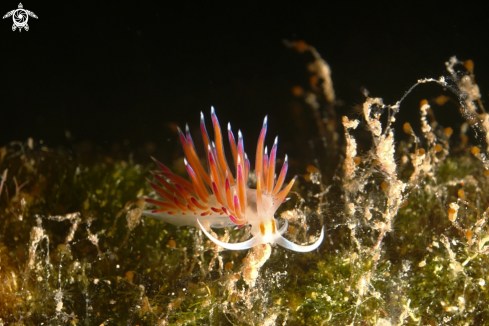 A Cratena peregrina | nudibranch