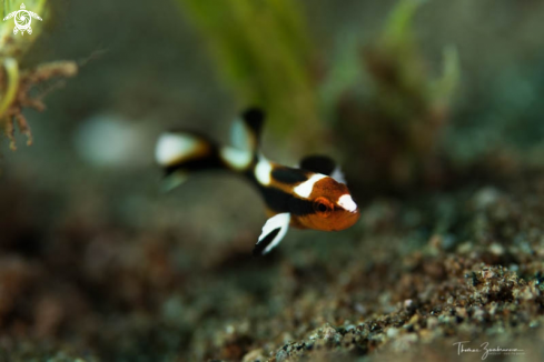 A Juvenile Fish 