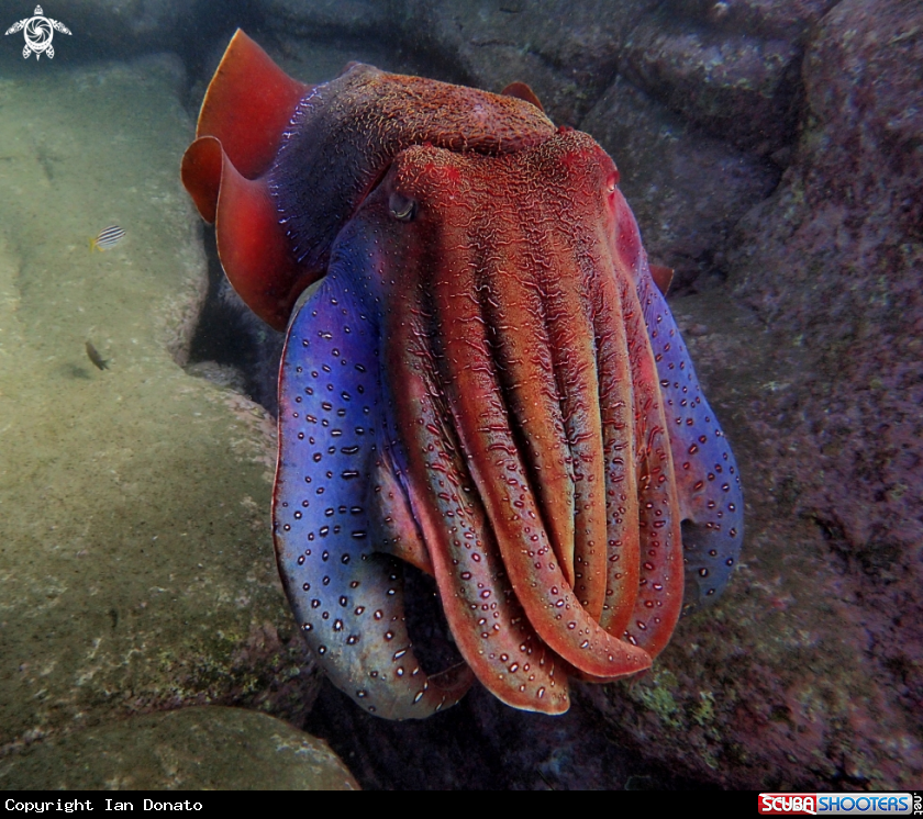 A Australian giant cuttlefish 