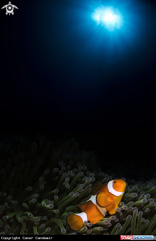 A Nemo 