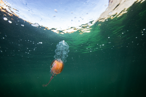 A Physohora hydrostatica | Hula skirt jellyfish