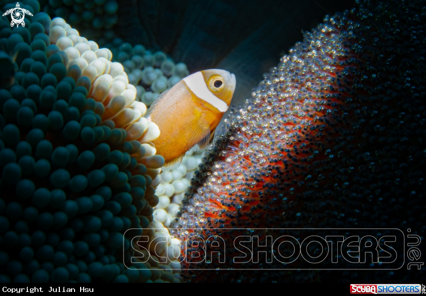 A Anemonefish