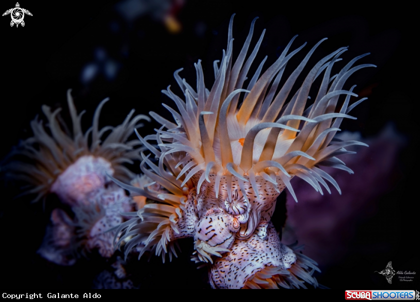 A Leopard anemone - Gorgonian Wrapper