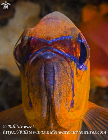 A Ringtailed Cardinalfish
