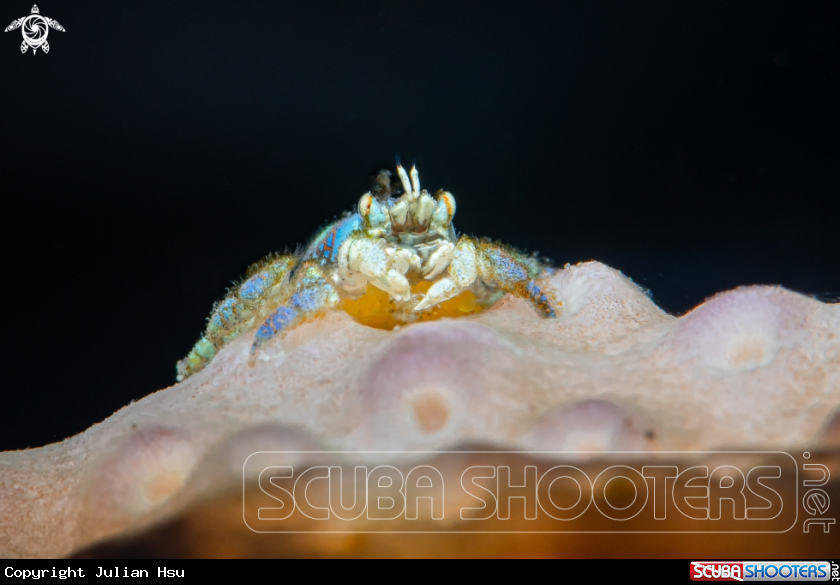 A Coral Gall Crab