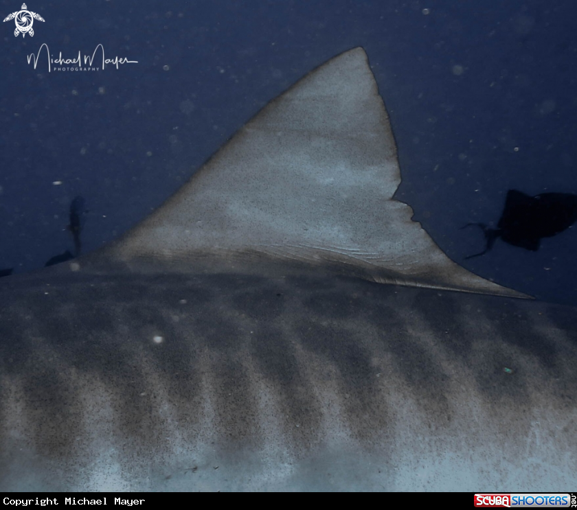 A Tiger Shark Dorsal fin close range