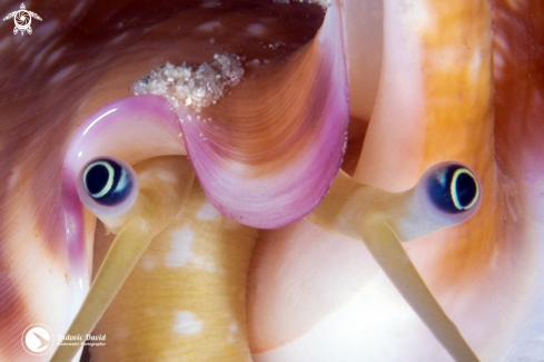 A Euprotomus vomer | Vomer Conch