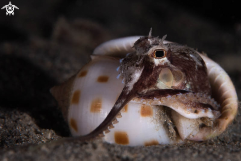 A Coconut Octopus 