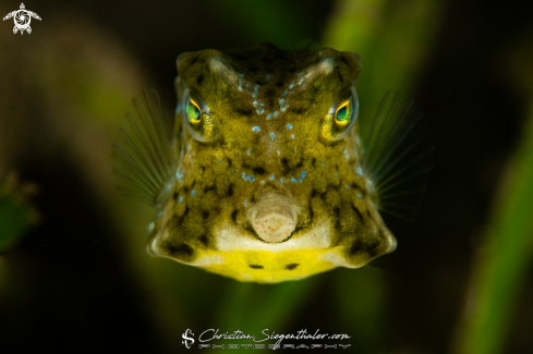 A Ostracion cubicus | Yellow boxfish juvenile 
