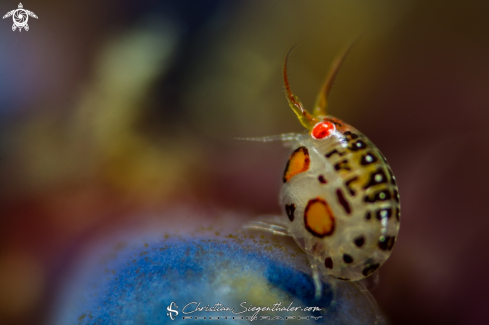 A Amphipods | Ladybug