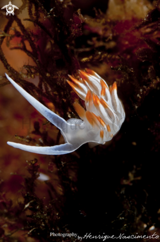 A Flabellina babai | Nudibranch