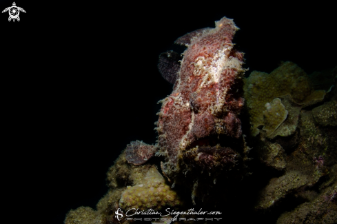 A Antennarius commersonii | Giant Frogfish