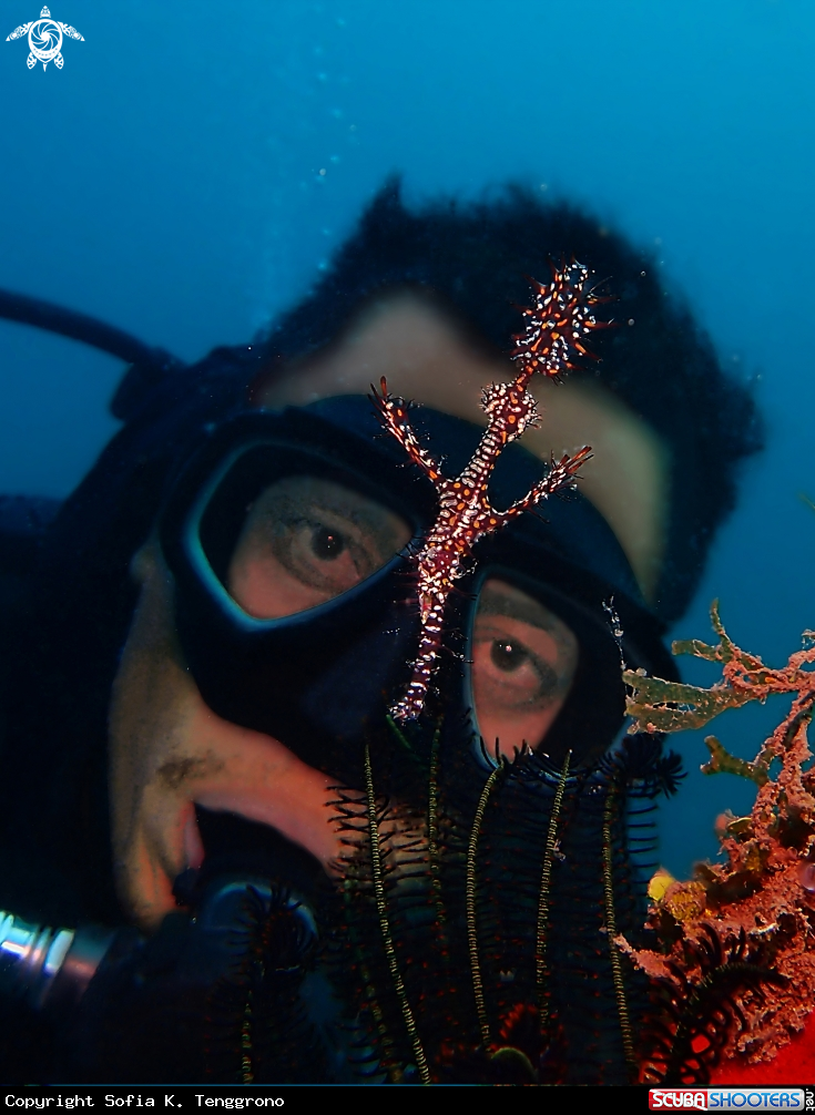 A Ornate Ghost Pipefish & Human
