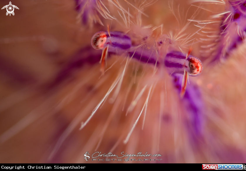 A Hairy squat lobster
