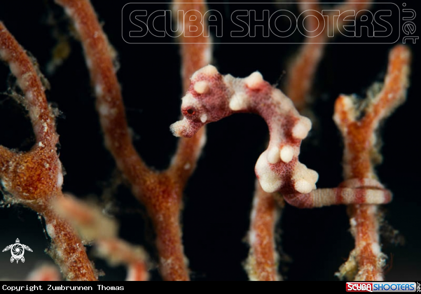 A Pygmy Seahorse 