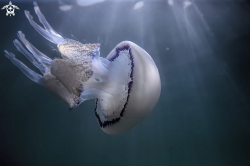 A Rhizostoma pulmo | barrel jellyfish