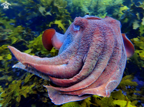 A sepia apama | Australian giant cuttlefish