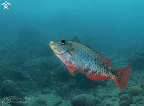 A Sparisoma aurofrenatum | Redband Parrotfish
