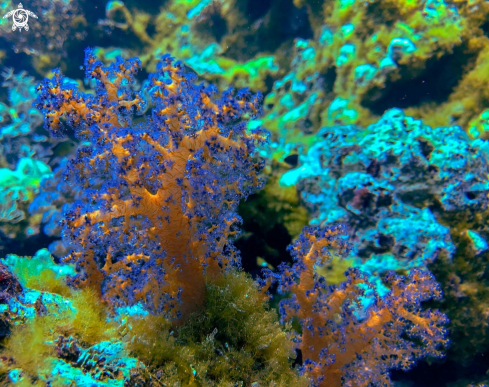 A Alcyonacea | soft coral