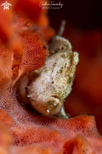 A Antennarius randalli | Frogfish