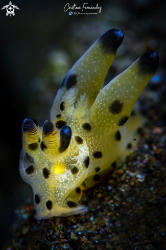 A Thecacera sp. | Nudibranch