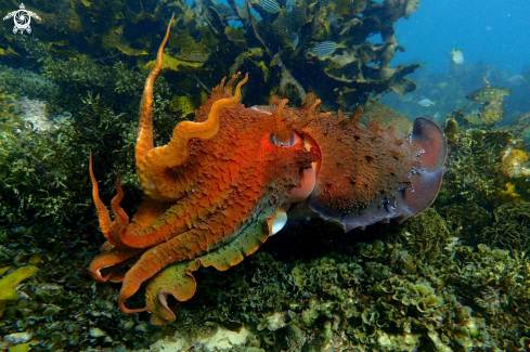 A Sepia apama | Australian giant cuttlefish