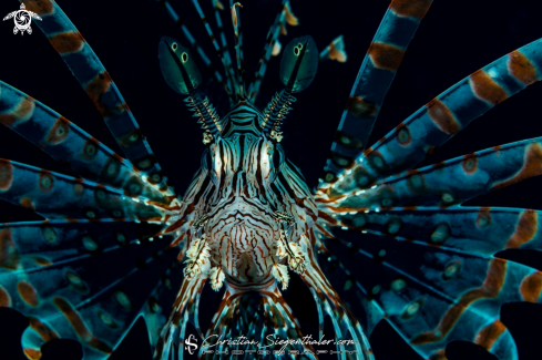 A Scorpaenidae | Lionfish