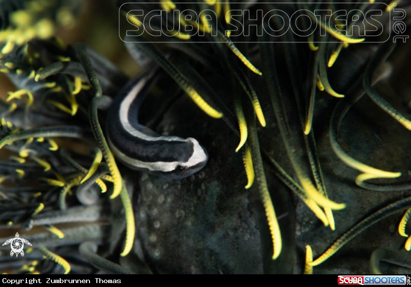 A Crinoid Clingfish 