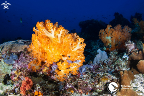A Scleronephthya gracillimum | Orange Soft Coral