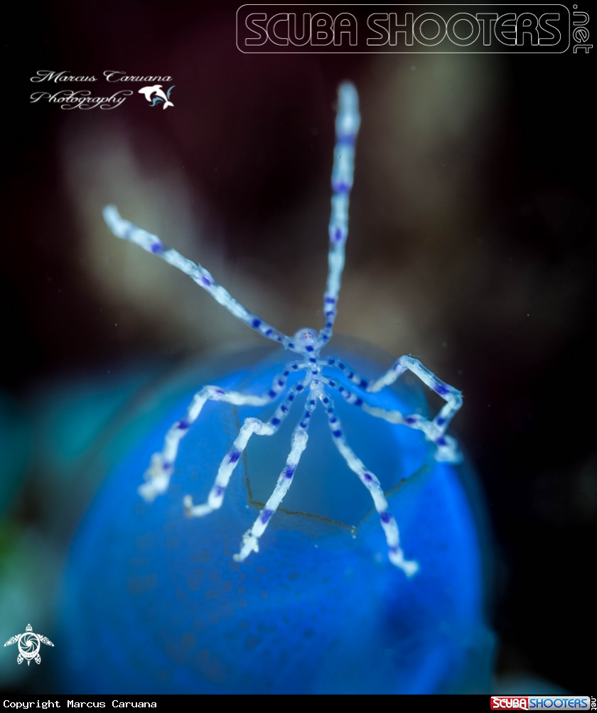 A Blue spotted spider