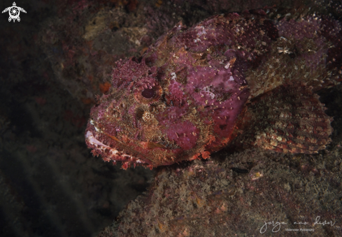A Spotted scorpionfish