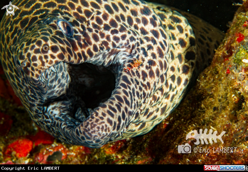 A Moray and cleaner shrimp
