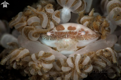 A Xenia swimming crab (Caphyra loevis)  