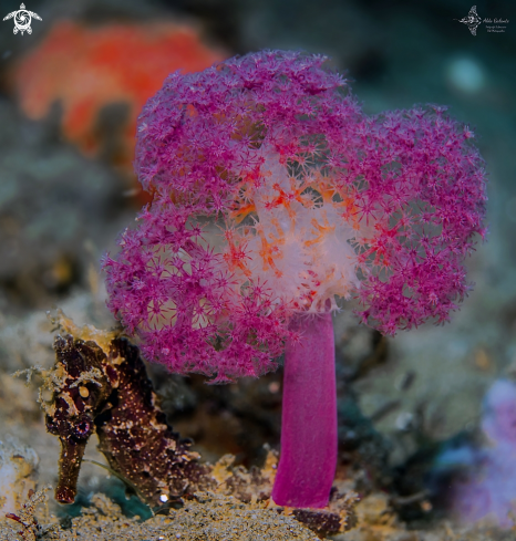 A Soft Coral and Seahorse.