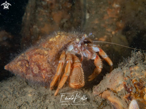 A Heremite crab