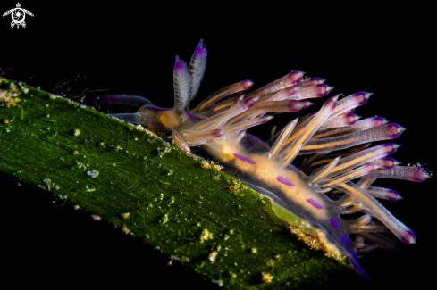 A Coryphellina rubrolineata | Flabellina  rubrolineata
