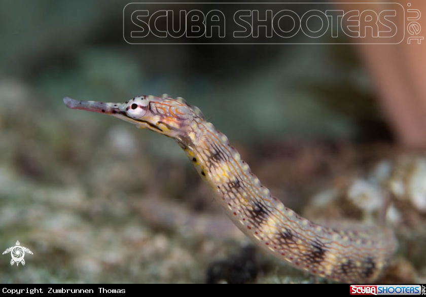 A Pipefish 